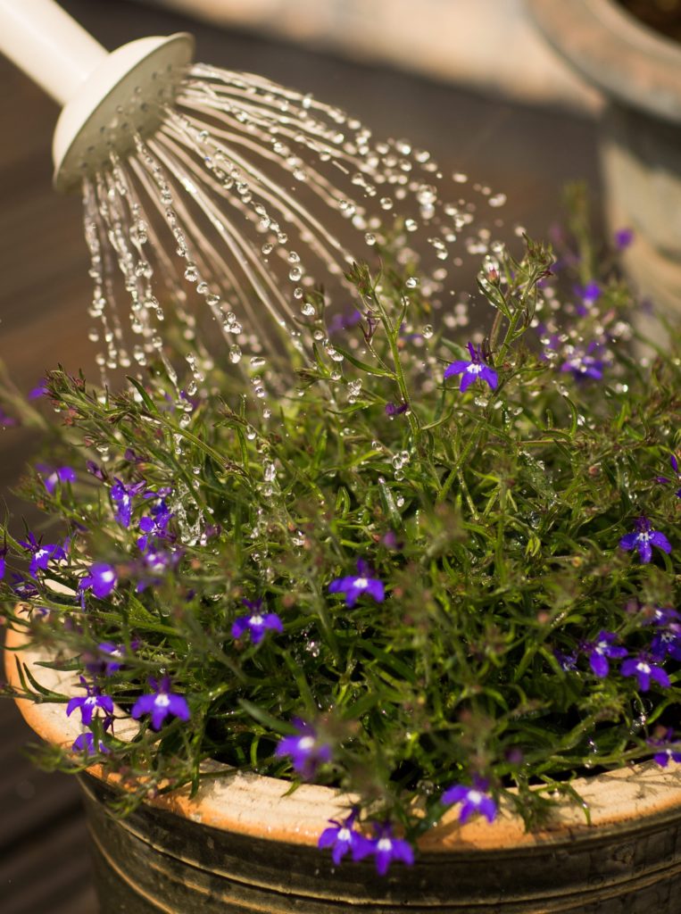 watering plants